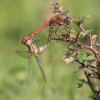 IMG_7587_Sympetrum_striolatum